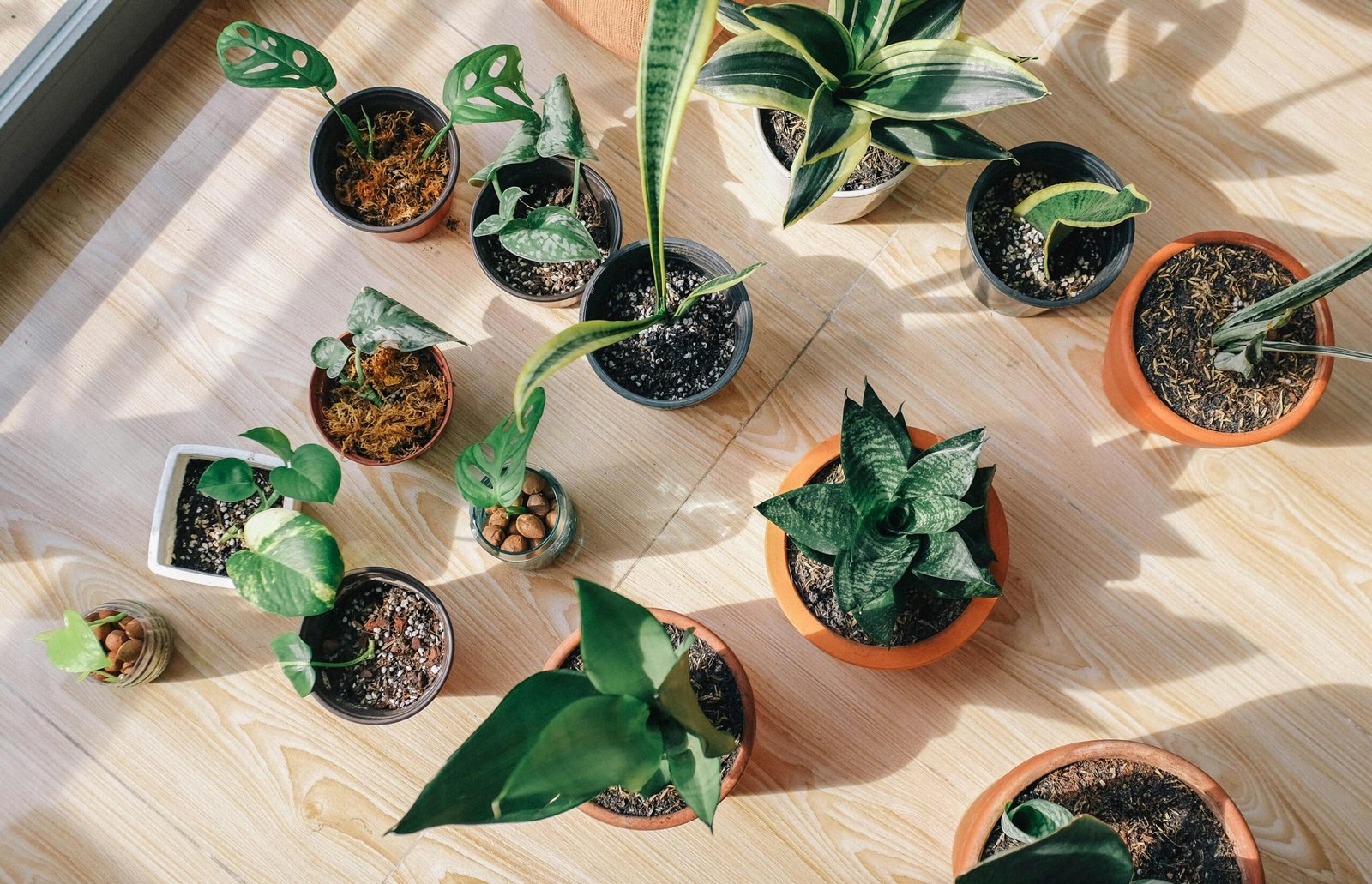 Top 10 Houseplants to Buy If You Are a Beginner