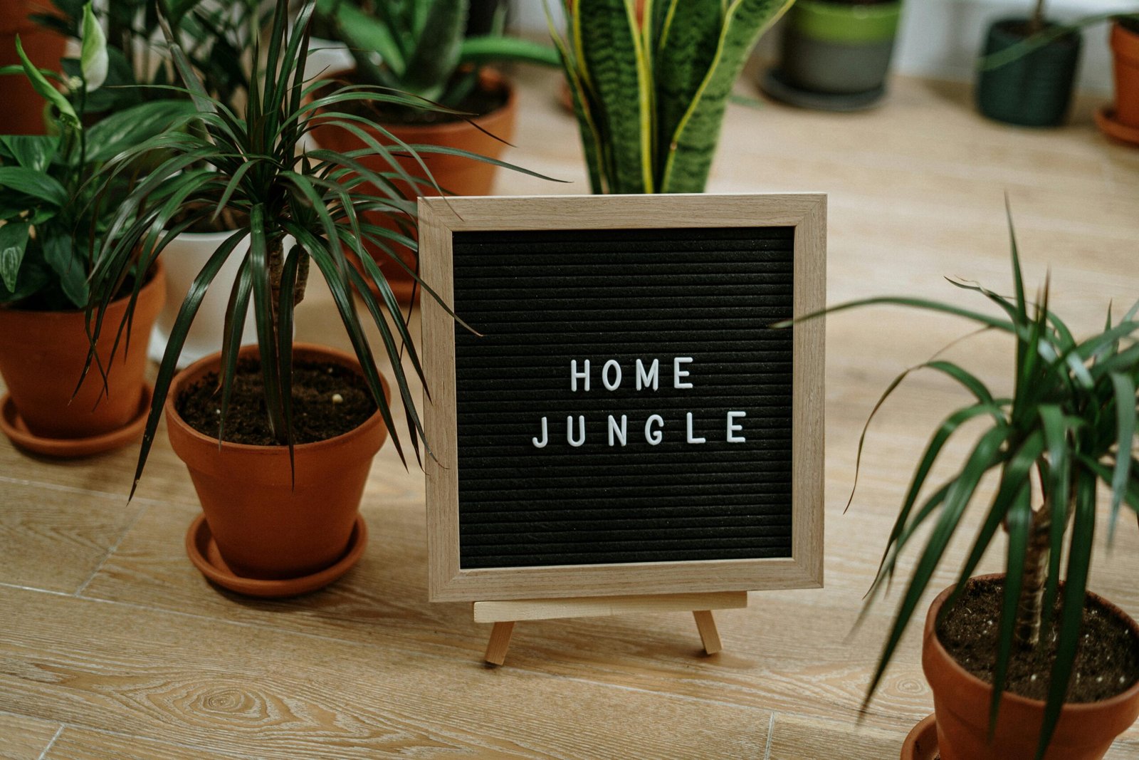 How to Propagate Houseplants: The Best Tools to Make It Easy